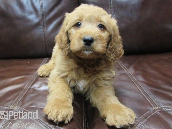 Goldendoodle-DOG-Female-Dark Red-26653-Petland Frisco & Mckinney, Texas