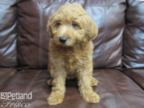 F2 MINI GOLDENDOODLE DOG Female Red 26655 Petland Frisco, Texas