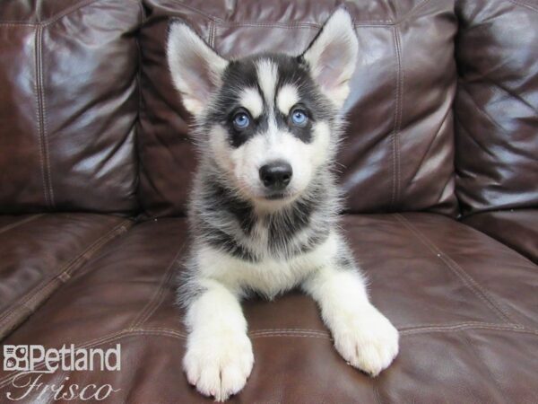 Siberian Husky-DOG-Male-Black & White-26656-Petland Frisco & Mckinney, Texas