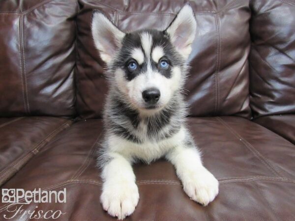 Siberian Husky-DOG-Male-Black & White-26656-Petland Frisco, Texas