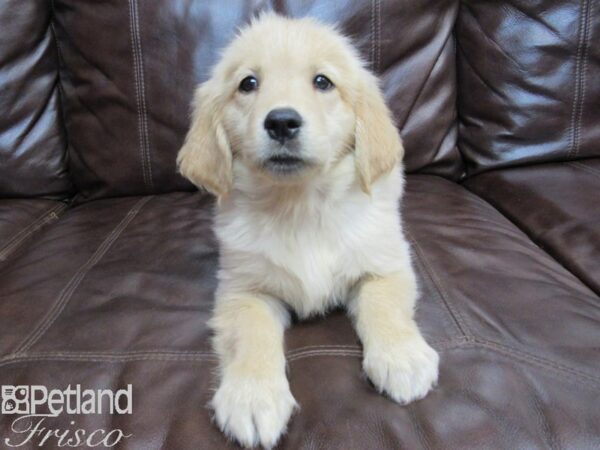 Goldendoodle DOG Female Golden 26658 Petland Frisco, Texas