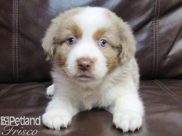 Mini Aussie DOG Male RED MERLE 26659 Petland Frisco, Texas