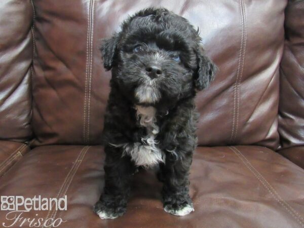 Aussie Poo-DOG-Female-BLK WH-26660-Petland Frisco & Mckinney, Texas