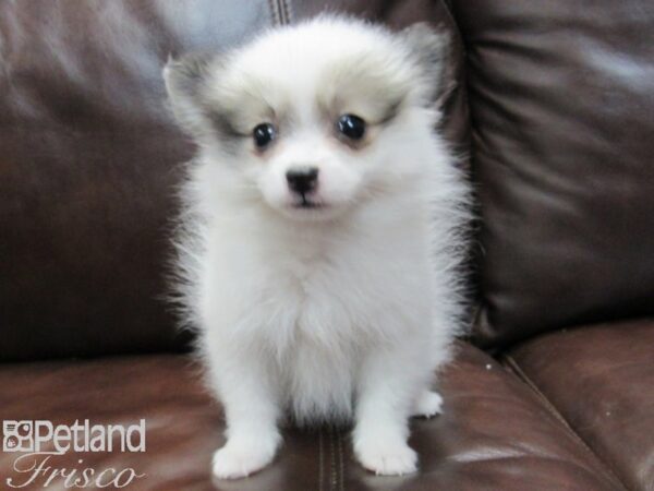 Pomeranian-DOG-Female-SABLE WHITE-26661-Petland Frisco & Mckinney, Texas