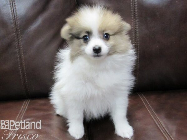 Pomeranian-DOG-Female-SABLE WHITE-26662-Petland Frisco & Mckinney, Texas