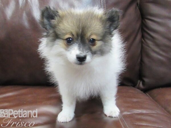 Pomeranian-DOG-Male-SABLE WHITE-26663-Petland Frisco & Mckinney, Texas