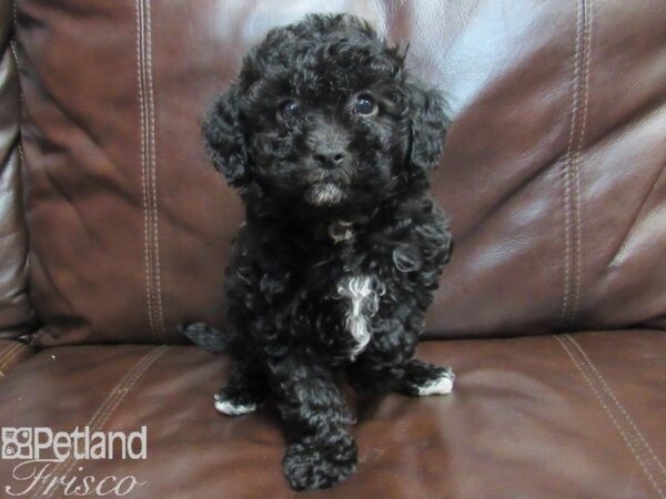 CavaPooChon-DOG-Male-BLK WHITE-26664-Petland Frisco, Texas