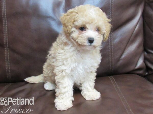 CavaPooChon DOG Female LIGHT RED 26665 Petland Frisco, Texas