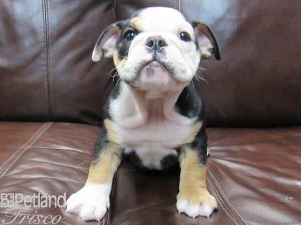 English Bulldog-DOG-Female-BLK TAN-26666-Petland Frisco, Texas