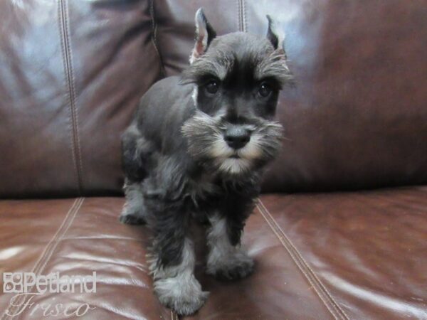 Miniature Schnauzer-DOG-Male-BLK SILVER-26668-Petland Frisco, Texas