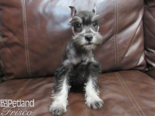 Miniature Schnauzer-DOG-Female-BLK SILVER-26669-Petland Frisco, Texas