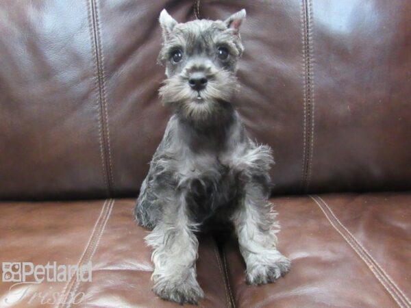 Miniature Schnauzer-DOG-Female-SALT PEPPER-26670-Petland Frisco & Mckinney, Texas