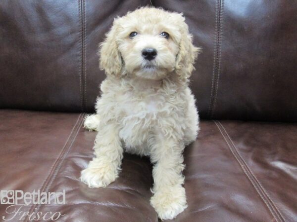 Miniature Poodle DOG Male Cream 26672 Petland Frisco, Texas