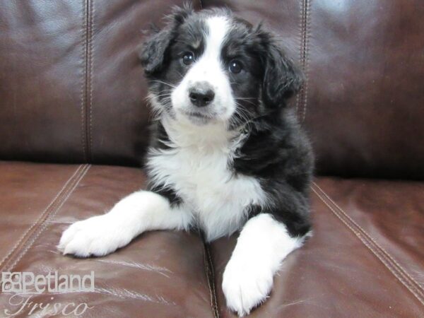 Miniature Australian Shepherd-DOG-Male-Black and White-26673-Petland Frisco, Texas