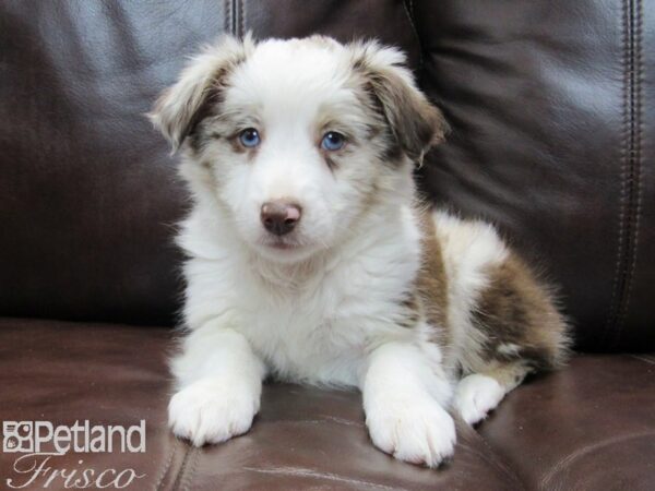 Miniature Australian Shepherd-DOG-Female-RED MERLE-26674-Petland Frisco & Mckinney, Texas