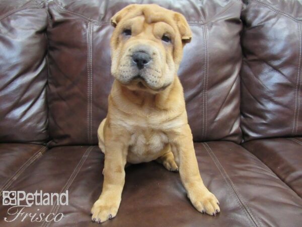 Shar Pei DOG Female Red 26675 Petland Frisco, Texas