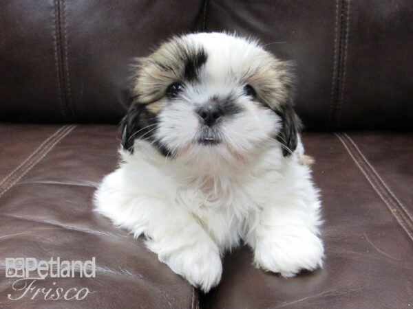 Shih Tzu-DOG-Female-White and Brown-26676-Petland Frisco, Texas