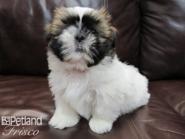 Shih Tzu-DOG-Male-White and Brown-26678-Petland Frisco & Mckinney, Texas