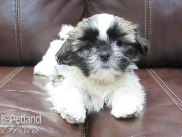 Shih Tzu-DOG-Male-White and Brown-26679-Petland Frisco & Mckinney, Texas