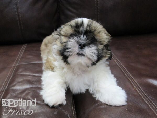 Shih Tzu-DOG-Male-Brown and White-26680-Petland Frisco & Mckinney, Texas