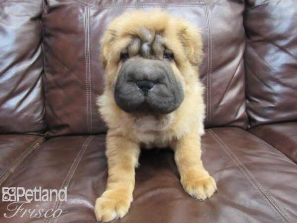 Shar Pei DOG Male Fawn 26681 Petland Frisco, Texas