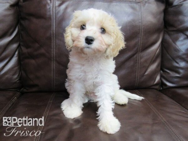 Cavachon DOG Male Cream and White 26682 Petland Frisco, Texas