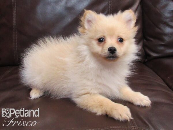 Pomeranian-DOG-Female-Cream-26685-Petland Frisco & Mckinney, Texas