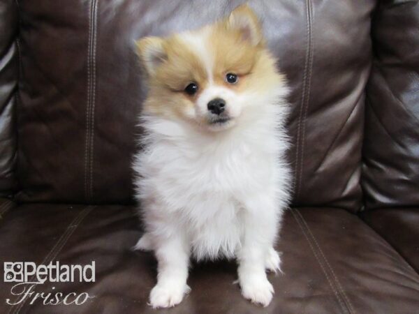 Pomeranian-DOG-Female-Sable and White-26686-Petland Frisco, Texas