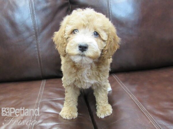 Cockapoo-DOG-Female-Apricot-26687-Petland Frisco & Mckinney, Texas