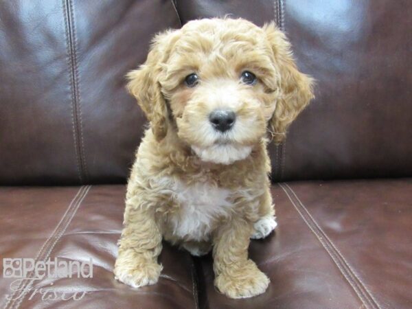 Cockapoo-DOG-Female-Apricot-26688-Petland Frisco & Mckinney, Texas
