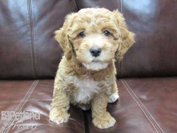 Cockapoo DOG Female Apricot 26688 Petland Frisco, Texas