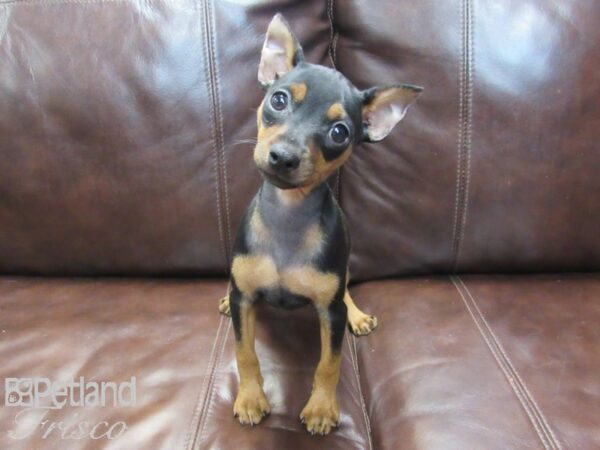 Miniature Pinscher DOG Male Black and Tan 26689 Petland Frisco, Texas