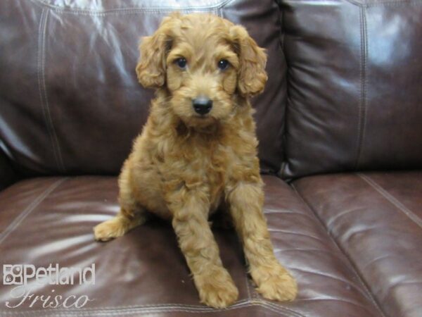 Moyen Goldendoodle DOG Male Golden 26690 Petland Frisco, Texas