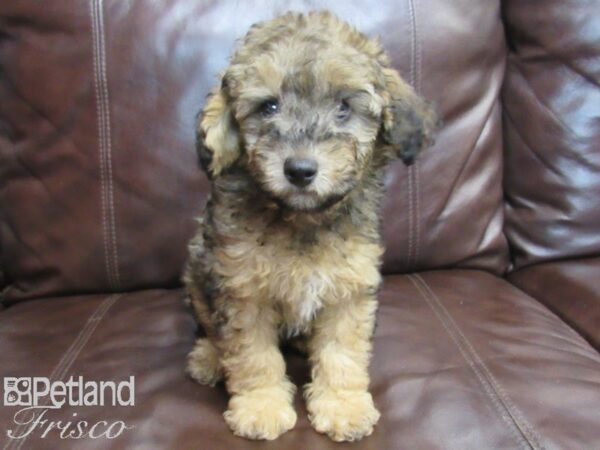 Poodle DOG Male Brown 26691 Petland Frisco & Mckinney, Texas