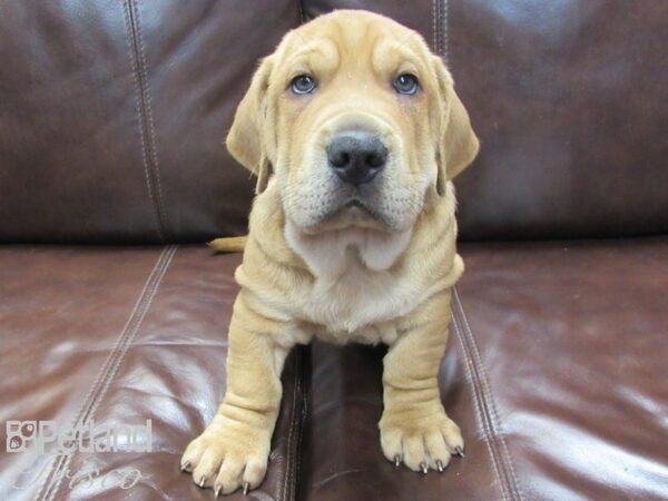 Walrus DOG Male Red Sable 26692 Petland Frisco, Texas