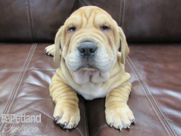 Walrus DOG Male Red Sable 26693 Petland Frisco, Texas