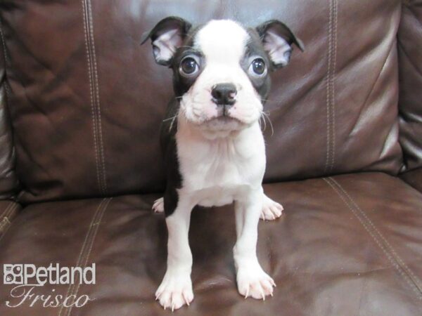 Boston Terrier-DOG-Male-Black Brindle and White-26694-Petland Frisco & Mckinney, Texas