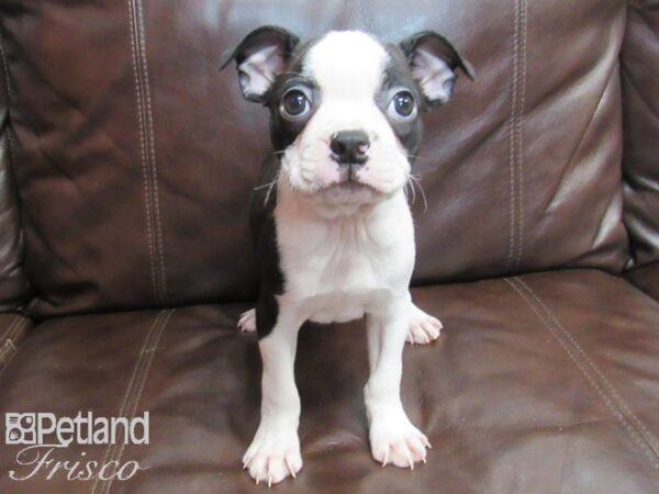 Boston Terrier DOG Male Black Brindle and White 26694 Petland Frisco, Texas