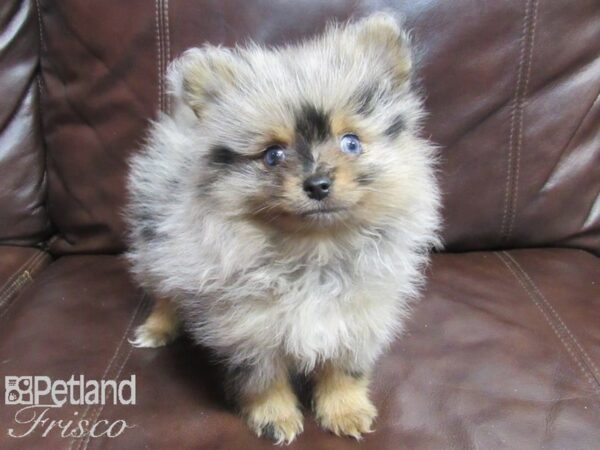 Pomeranian-DOG-Male-Sable-26695-Petland Frisco & Mckinney, Texas