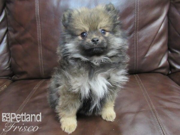 Pomeranian-DOG-Female-Sable-26697-Petland Frisco & Mckinney, Texas