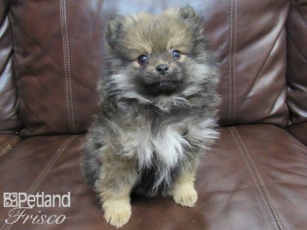 Pomeranian-DOG-Female-Sable-26697-Petland Frisco, Texas