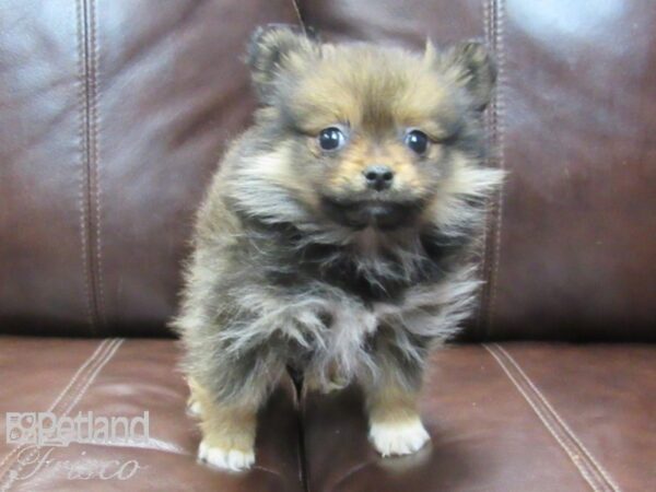 Pomeranian-DOG-Female-Sable-26698-Petland Frisco & Mckinney, Texas
