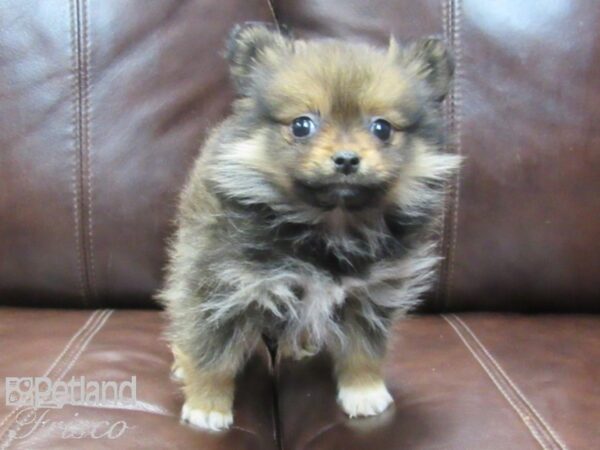 Pomeranian-DOG-Female-Sable-26698-Petland Frisco, Texas