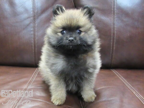 Pomeranian-DOG-Male-Sable-26699-Petland Frisco, Texas