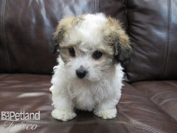 Bichonpoo DOG Female Brown and White 26700 Petland Frisco, Texas