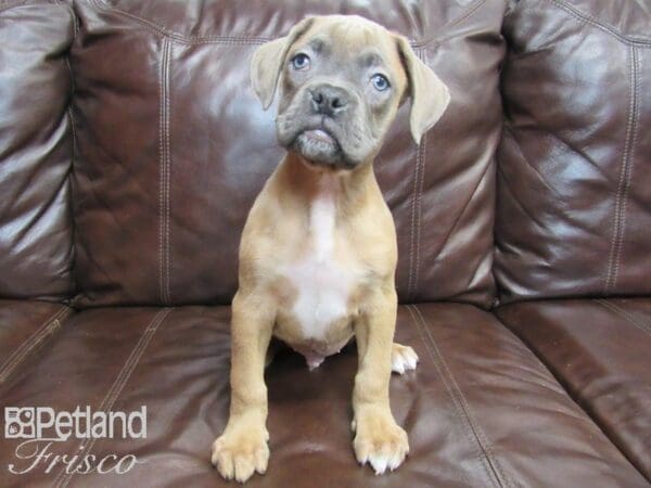 Boxer DOG Male Lilac White 26703 Petland Frisco, Texas
