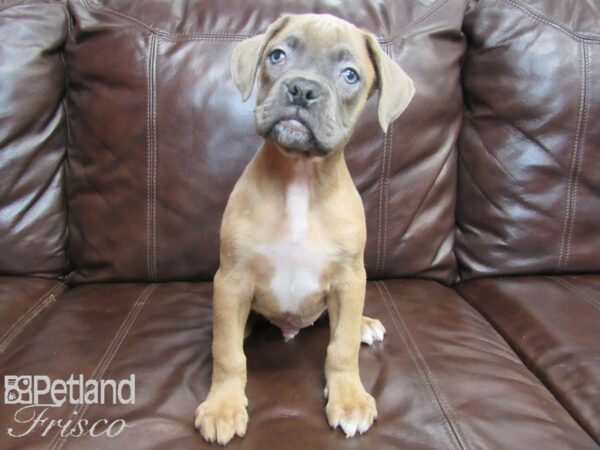 Boxer DOG Male Lilac White 26703 Petland Frisco, Texas