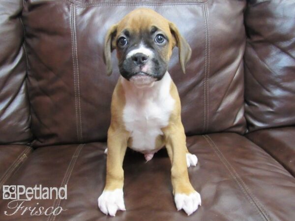 Boxer DOG Male Fawn White 26704 Petland Frisco, Texas