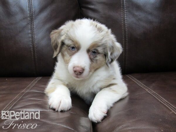 Mini Australian Shepherd DOG Male RED MERLE 26705 Petland Frisco, Texas