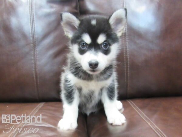 Pomsky DOG Female BLK WHITE 26706 Petland Frisco, Texas